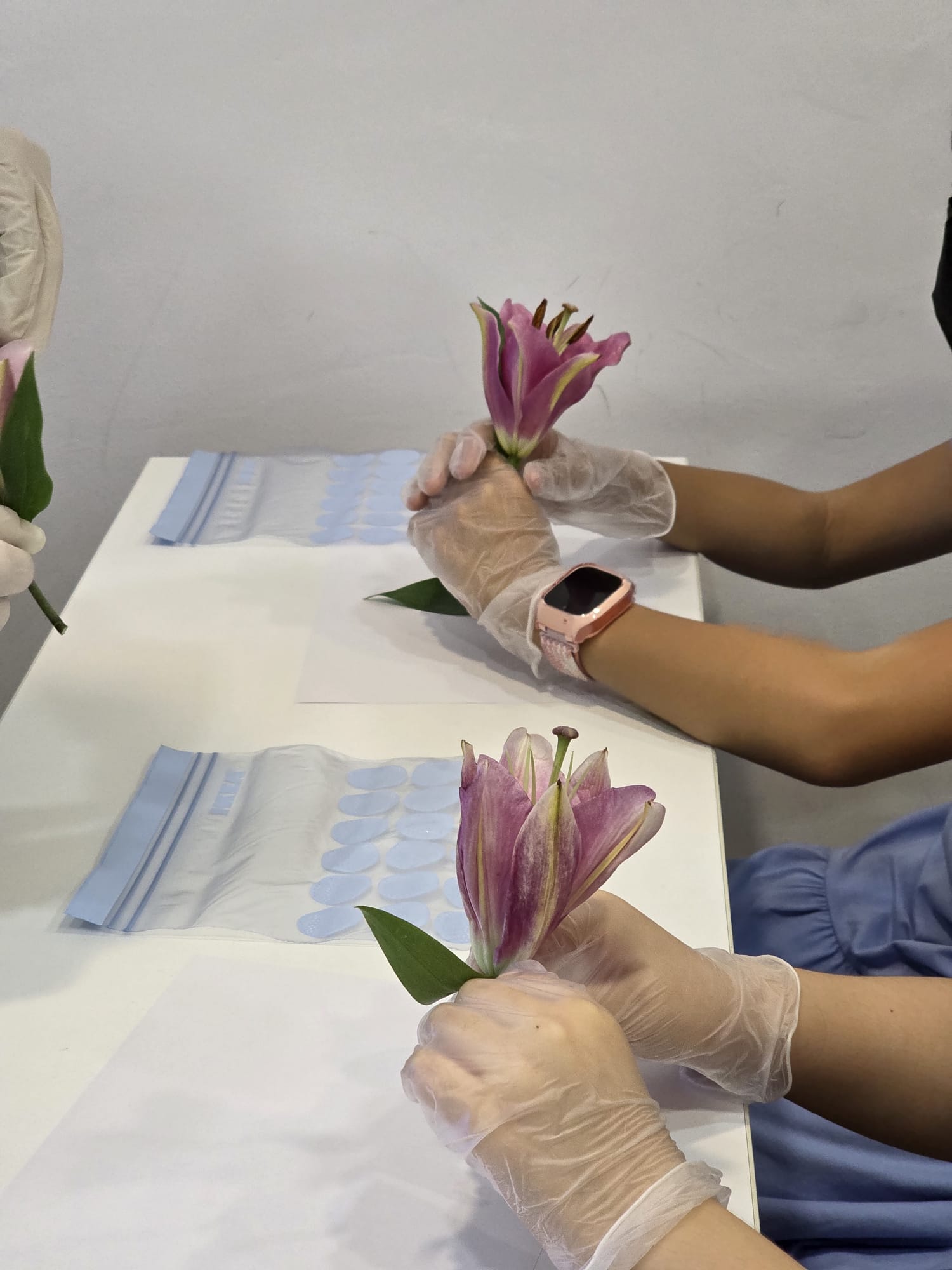 Students in gloves dissecting lily flowers during a science activity